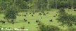 WWF Thailand Programme Office