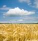 The Food and Agriculture Organization of the United Nations (FAO)