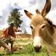 The Food and Agriculture Organization of the United Nations (FAO)