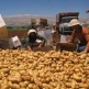 The Food and Agriculture Organization of the United Nations (FAO)